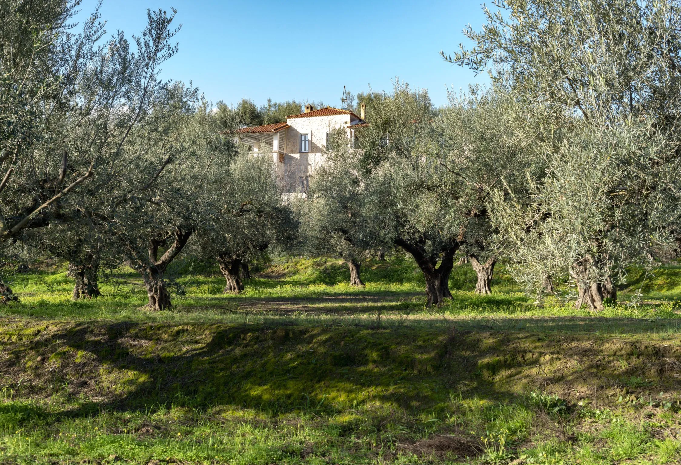 The villa, set in an olive grove, comfortably accommodates 8 guests.