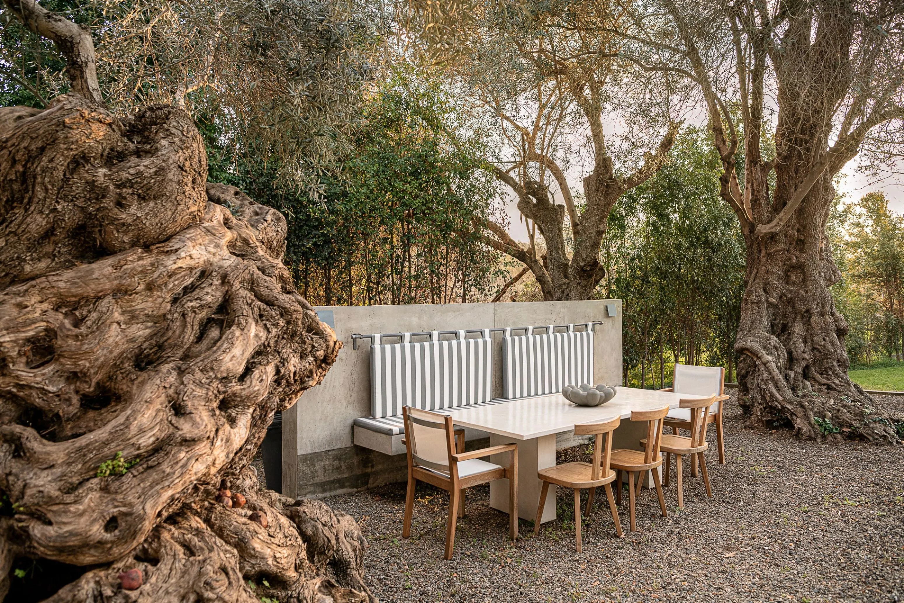 An ancient 1200-year-old olive tree by the outdoor dining table